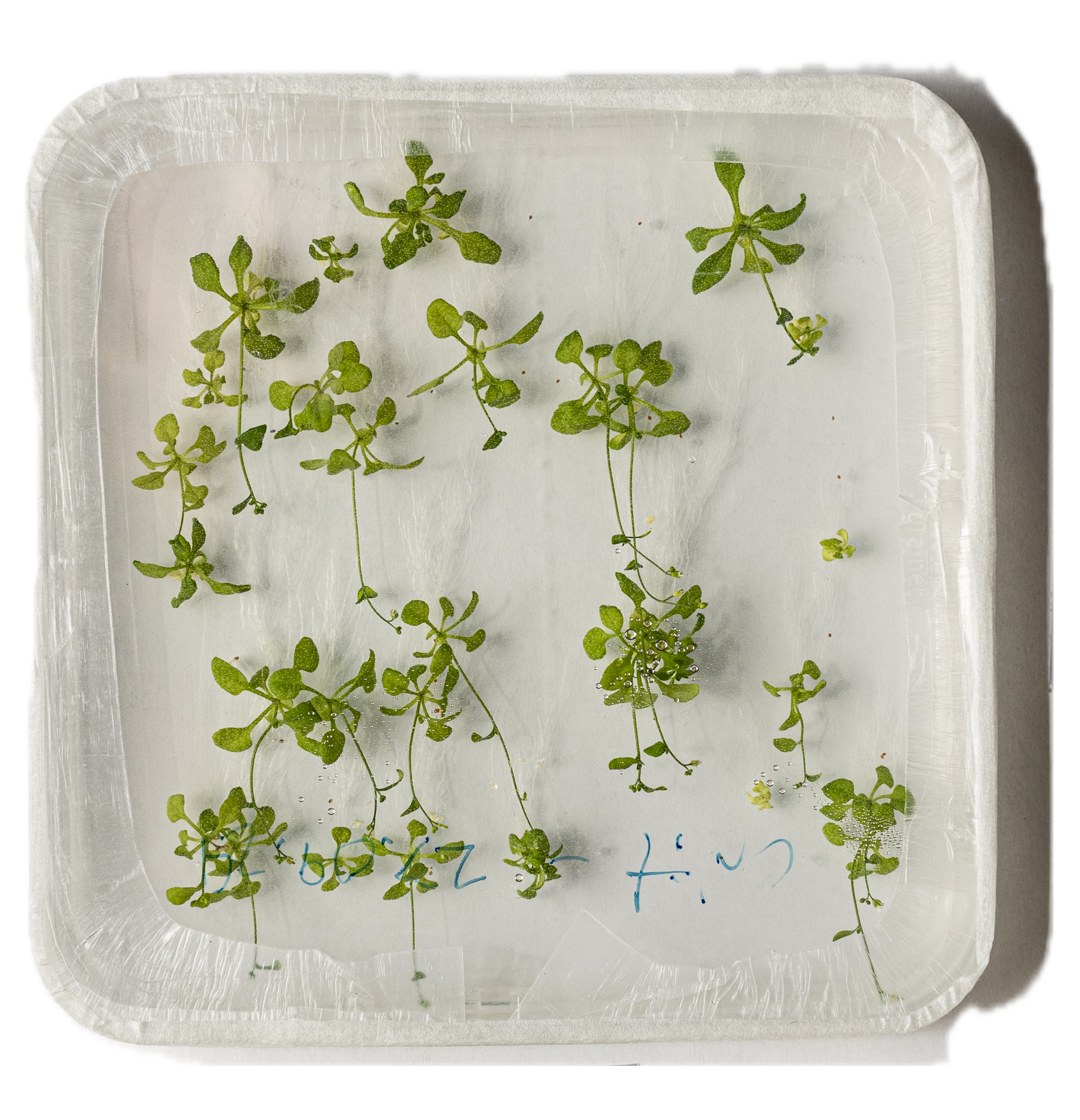 Hydroponic germination system